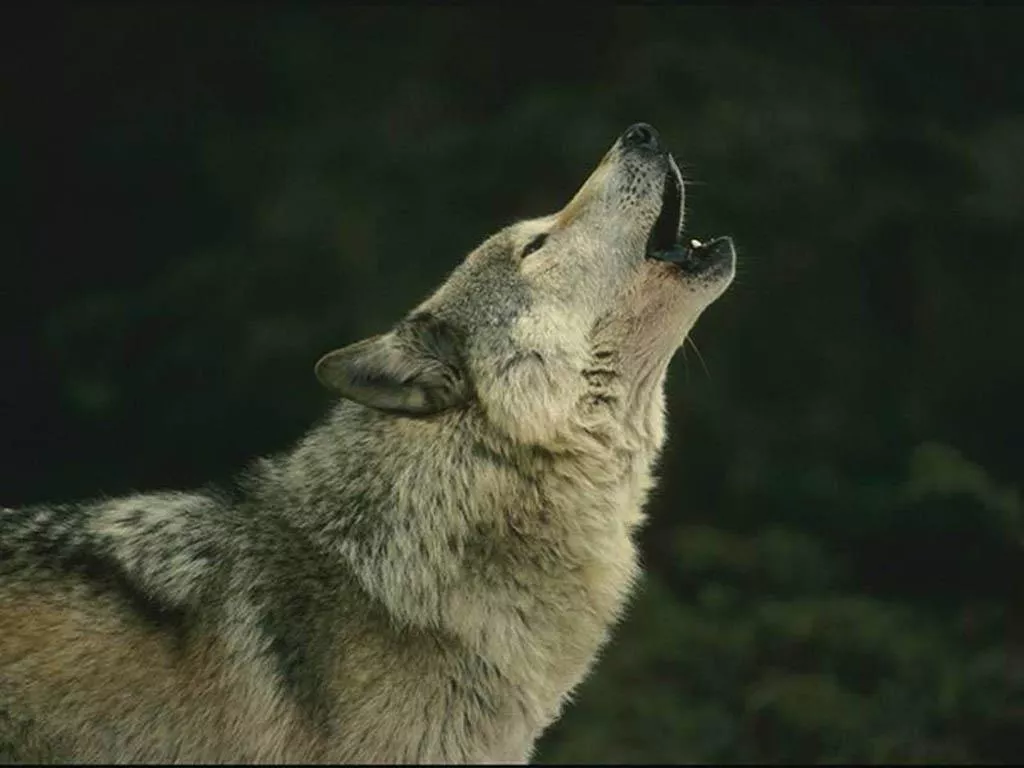 Otsoa da piztiarioetako animalia ohikoenetako bat