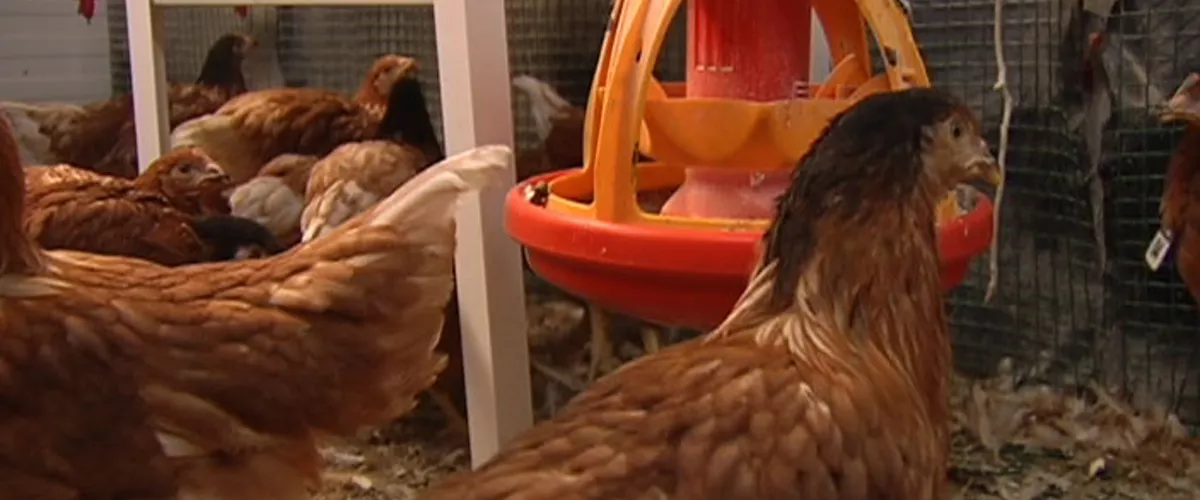 <img style="float:left;margin:5px;" src="http://10.126.2.21/media/images/2012/06/14/672186/672186_gallinas_thumbnail.jpg"/><br/><strong>Oiloak Gallina EITB</strong>