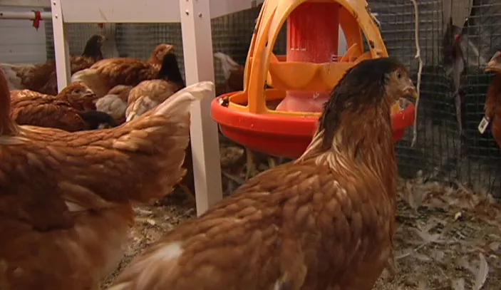 <img style="float:left;margin:5px;" src="http://10.126.2.21/media/images/2012/06/14/672186/672186_gallinas_thumbnail.jpg"/><br/><strong>Oiloak Gallina EITB</strong>