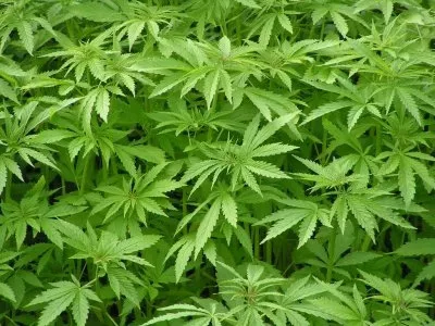 Marihuana sail bat.