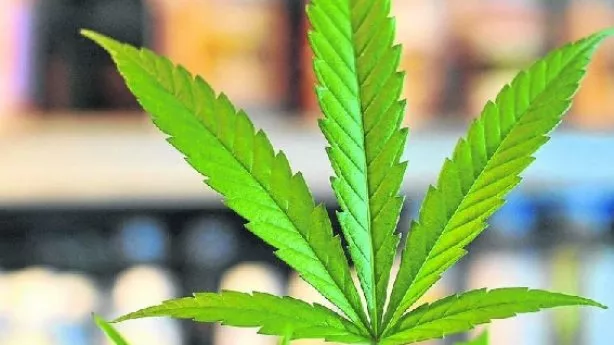 Una hoja de marihuana