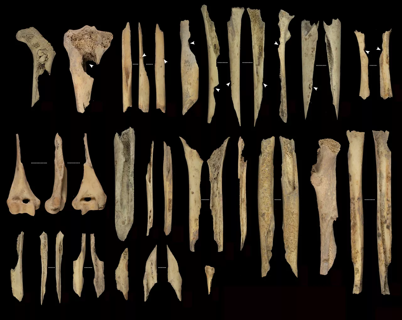 Un equipo multidisciplinar de investigadores ha descrito un nuevo episodio de canibalismo en el Yacimiento de Atapuerca (Burgos), un evento ocurrido hace unos 5.700 años -en el Neolítico final- debido probablemente a conflictos locales entre grupos pero sin que se hayan detectado indicios relacionados con ceremonias o rituales. Es la principal conclusión de un estudio, publicado hoy en la revista Scientific Reports, que ha permitido documentar un episodio de violencia entre grupos ganaderos del neolítico que derivó en un caso de canibalismo. Los restos encontrados en la cueva de El Mirador corresponden al menos a once individuos, incluidos niños, adolescentes y adultos que fueron despellejados, descarnados, desarticulados, fracturados, cocinados y finalmente consumidos, según las evidencias que los investigadores han hallado en los huesos, ha informado el Instituto Catalán de Paleoecologia Humana y Evolución Social (IPHES), que ha coordinado los estudios junto al Instituto de Arqueología de Mérida.-EFE/Instituto Catalán de Paleoecologia Humana y Evolución Social (IPHES)
