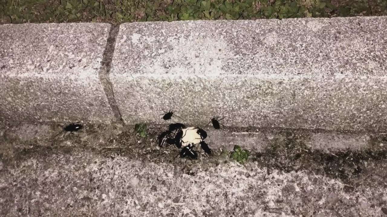  Cucarachas labezomorro