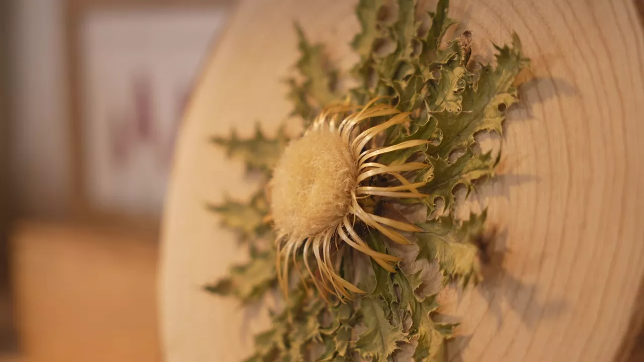 Los eguzkilores están llenos de simbología en Euskal Herria, y muchos los colocan en las puertas de sus casas

Estas flores son una especie protegida, y, por tanto, no se pueden coger de los montes

Frente a la prohibición, hay quienes producen y venden eguzkilores

Podemos adquirir fácilmente y de forma segura a esta flor que se ha convertido en símbolo de protección

Eguzkilore, la flor que ahuyenta los espíritus y seres malignos de nuestros hogares

