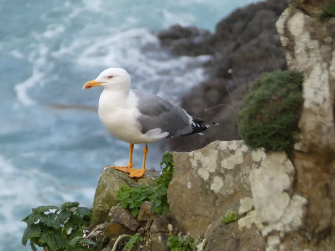 (Foto de ARCHIVO)

Gaviota patiamarilla fotografiadas en la costa acantilada de Dexo (A Coruña) durante la época de cría. Estas gaviotas no realizan desplazamientos migratorios y son más pequeñas que las gaviotas patiamarillas del Mediterráneo que acuden al noroeste



REMITIDA / HANDOUT por ALEJANDRO MARTÍNEZ ABRAÍN

Fotografía remitida a medios de comunicación exclusivamente para ilustrar la noticia a la que hace referencia la imagen, y citando la procedencia de la imagen en la firma

14/7/2023