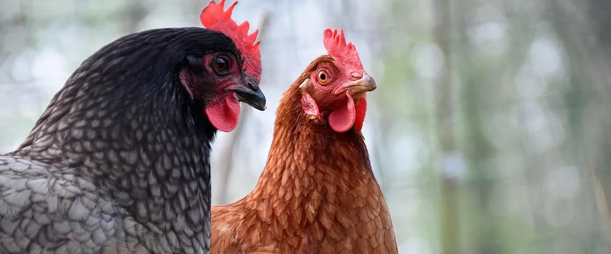 (Foto de ARCHIVO)

Gallinas en Cantabria



REMITIDA / HANDOUT por GOBIERNO DE CANTABRIA

Fotografía remitida a medios de comunicación exclusivamente para ilustrar la noticia a la que hace referencia la imagen, y citando la procedencia de la imagen en la firma

06/8/2025