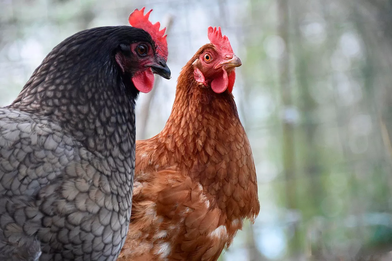 (Foto de ARCHIVO)

Gallinas en Cantabria



REMITIDA / HANDOUT por GOBIERNO DE CANTABRIA

Fotografía remitida a medios de comunicación exclusivamente para ilustrar la noticia a la que hace referencia la imagen, y citando la procedencia de la imagen en la firma

06/8/2025
