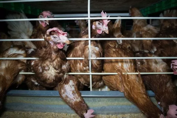 Gallinas confinadas en jaulas en granja en España. Igualdad Animal.



REMITIDA / HANDOUT por IGUALDAD ANIMAL

Fotografía remitida a medios de comunicación exclusivamente para ilustrar la noticia a la que hace referencia la imagen, y citando la procedencia de la imagen en la firma

14/11/2025