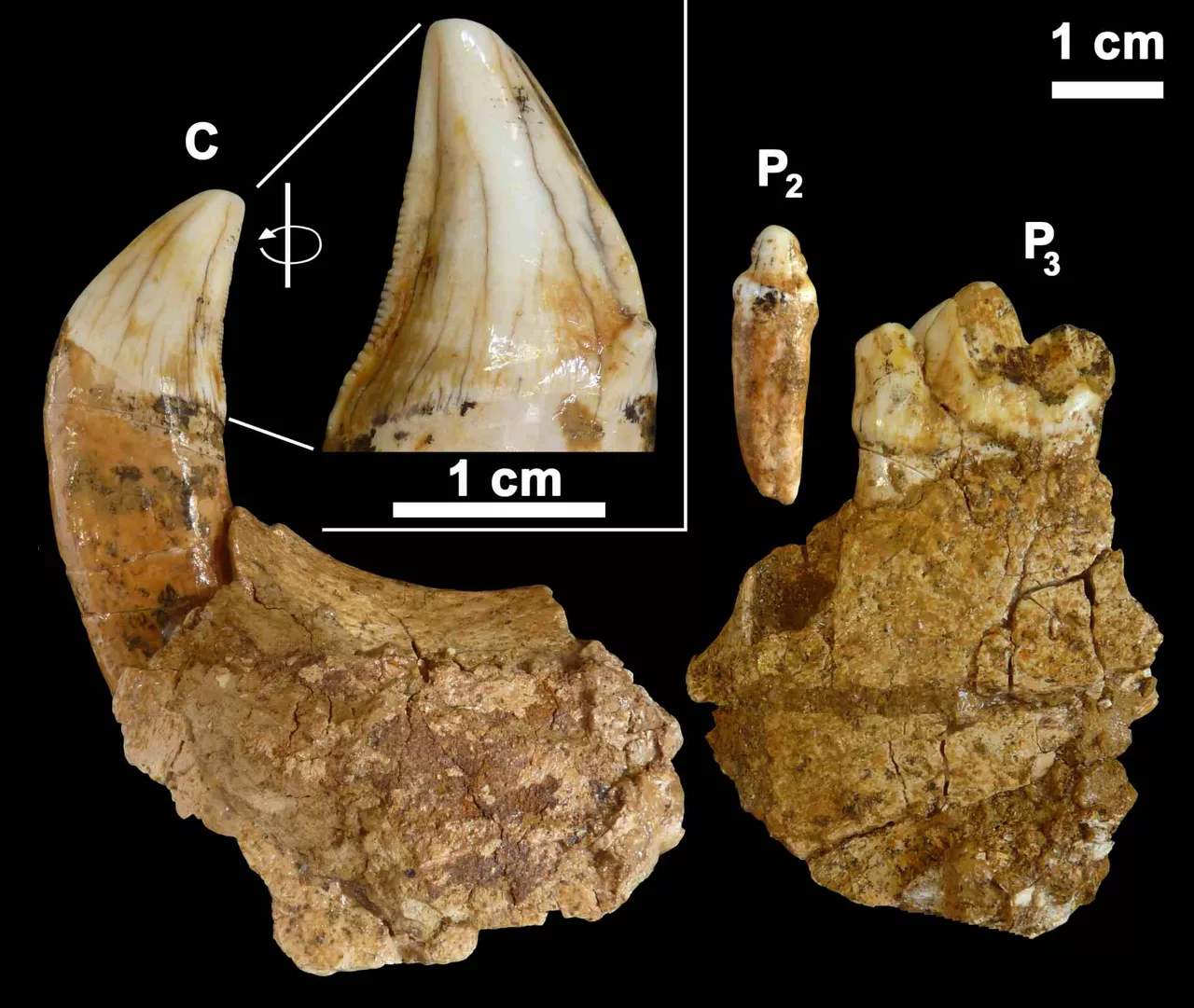 Duela 400.000-600.000 urtekoak dira aurkitutako hondarrak