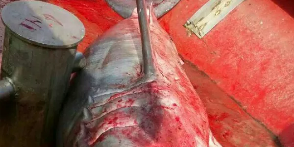 Capturan un tiburón en Lekeitio. Foto: Unai Belaustegi.