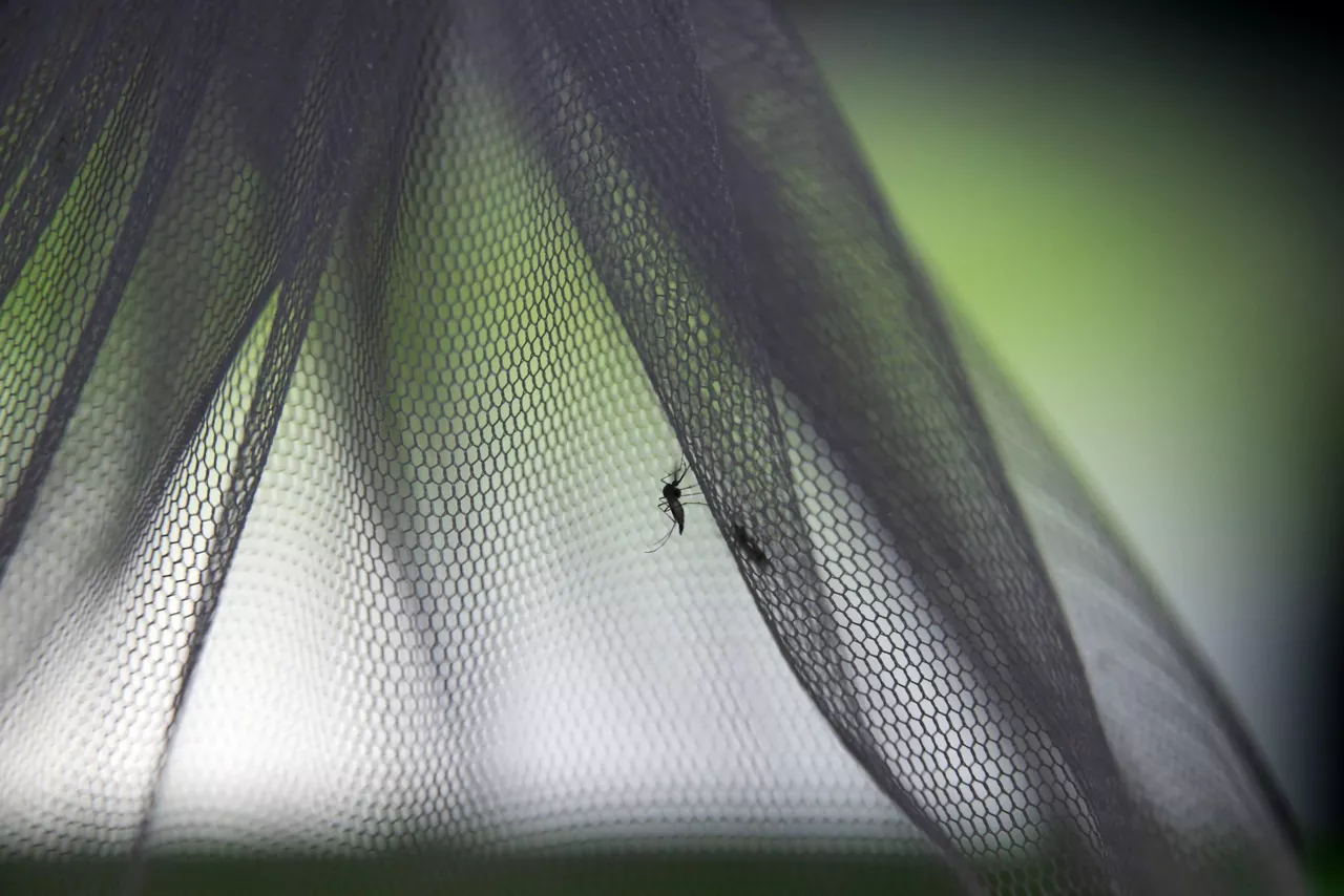 La comunidad científica cree que los otoños y primaveras más cálidos de los que disfruta la nación isleña, debido al cambio climático, ha favorecido la aparición y supervivencia de estas especies de mosquitos comunes. 