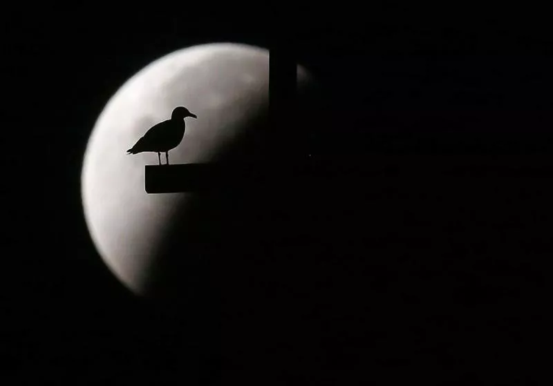 La Basílica de San Pedro en Roma durante el eclipse lunar con 'superluna'. Foto: EFE