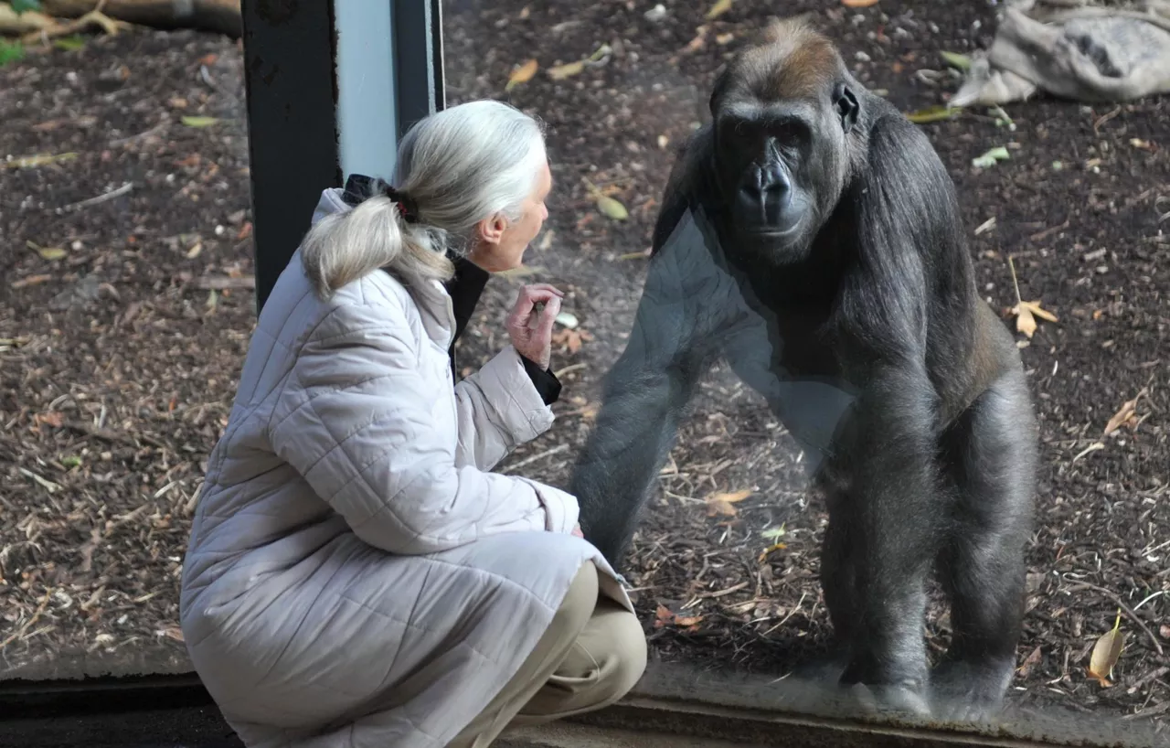 Jane Goodall etologa primatologa antropologa gorila