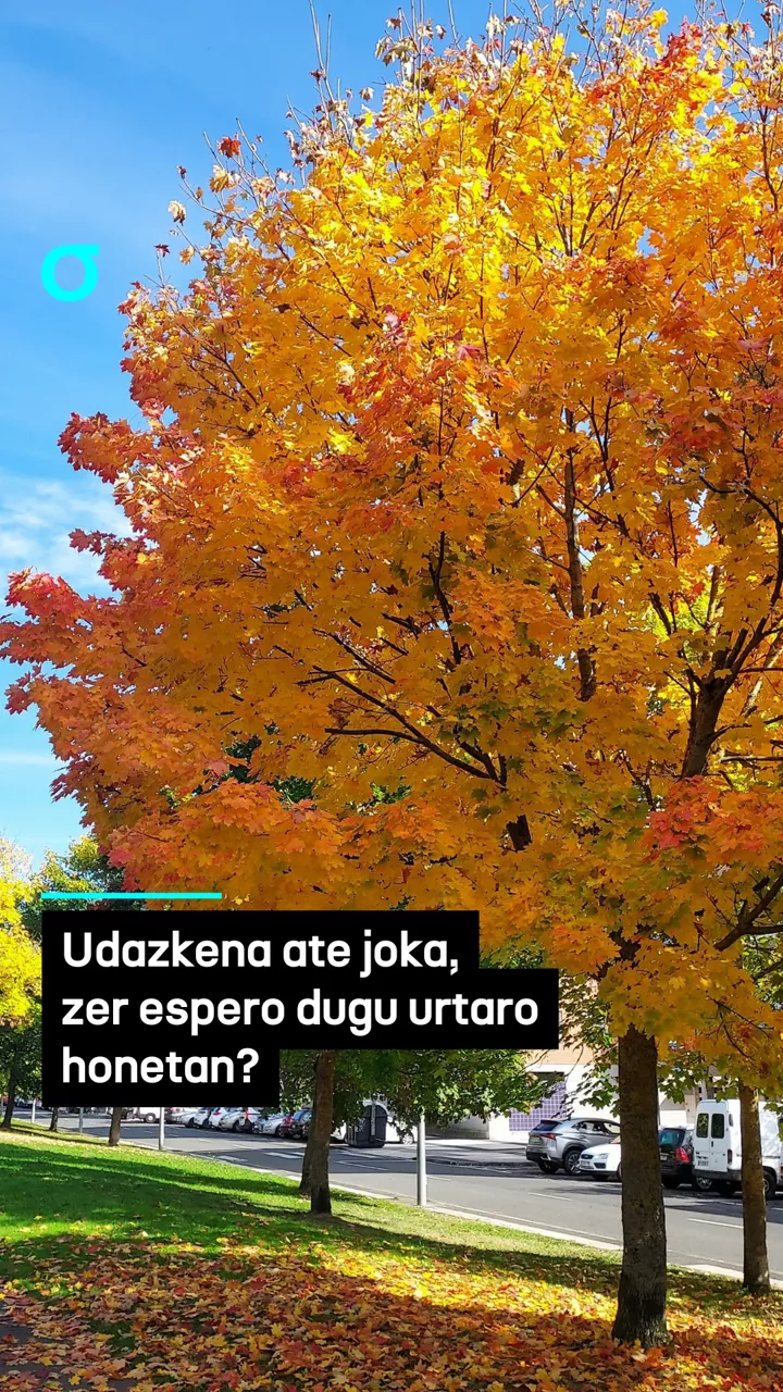 video feed poster