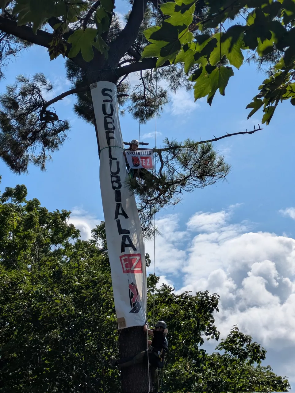 Ekintzaile ekologista bat zuhaitz batera igo da gaur, tunelaren aurka protesta egiteko. Irudia: Subflubiala Ez