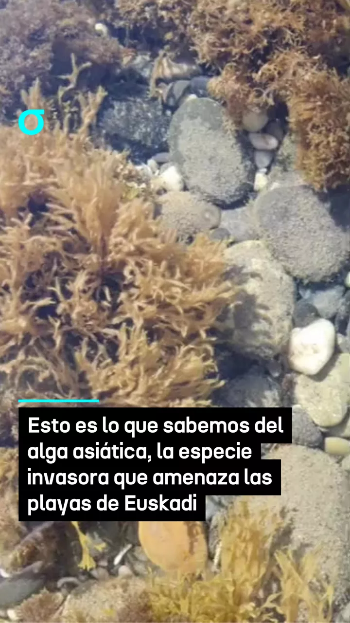 alga asiática - 8