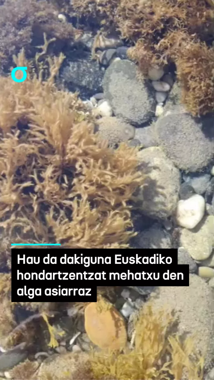 alga asiática eus - 8