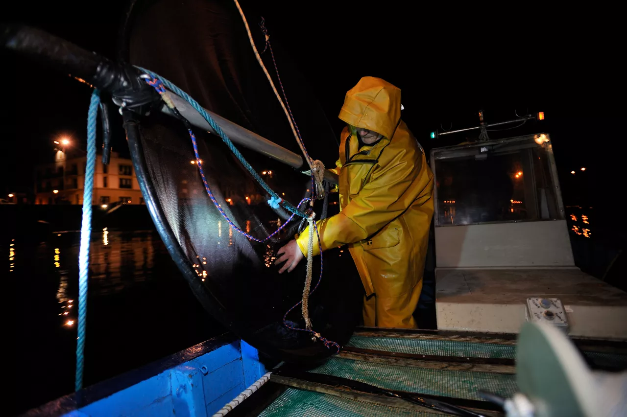Pesca de angulas