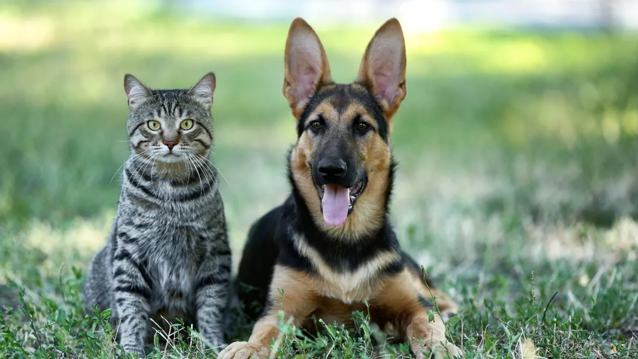 El Ayuntamiento de Eibar, conformado por PSE-EE y PNV, está sopesando la implantación de un tasa "simbólica" por inscribir a nuestros animales de compañía en el censo. En algunos municipios españoles cobran entre 10 y 50 euros por el registro de perros. 