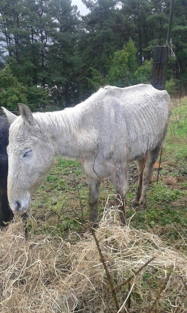 Imagen del burro maltratado. Foto de 2015 de Aprova