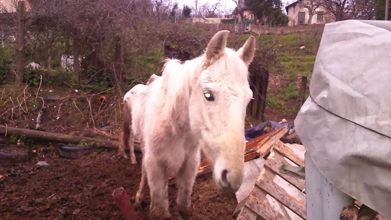 Astoa, aurkitu duten lekuan. Irudia; APROVA