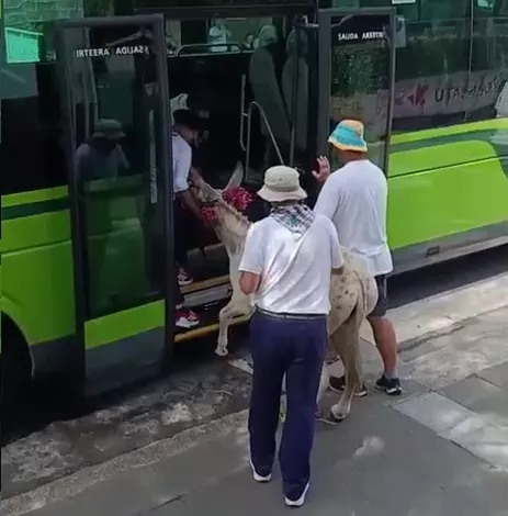 Astoa Bizkaibusera igotzen, Bakion (Bizkaia). Irudia: EITB