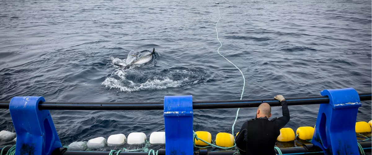 Getariako atun haztegia