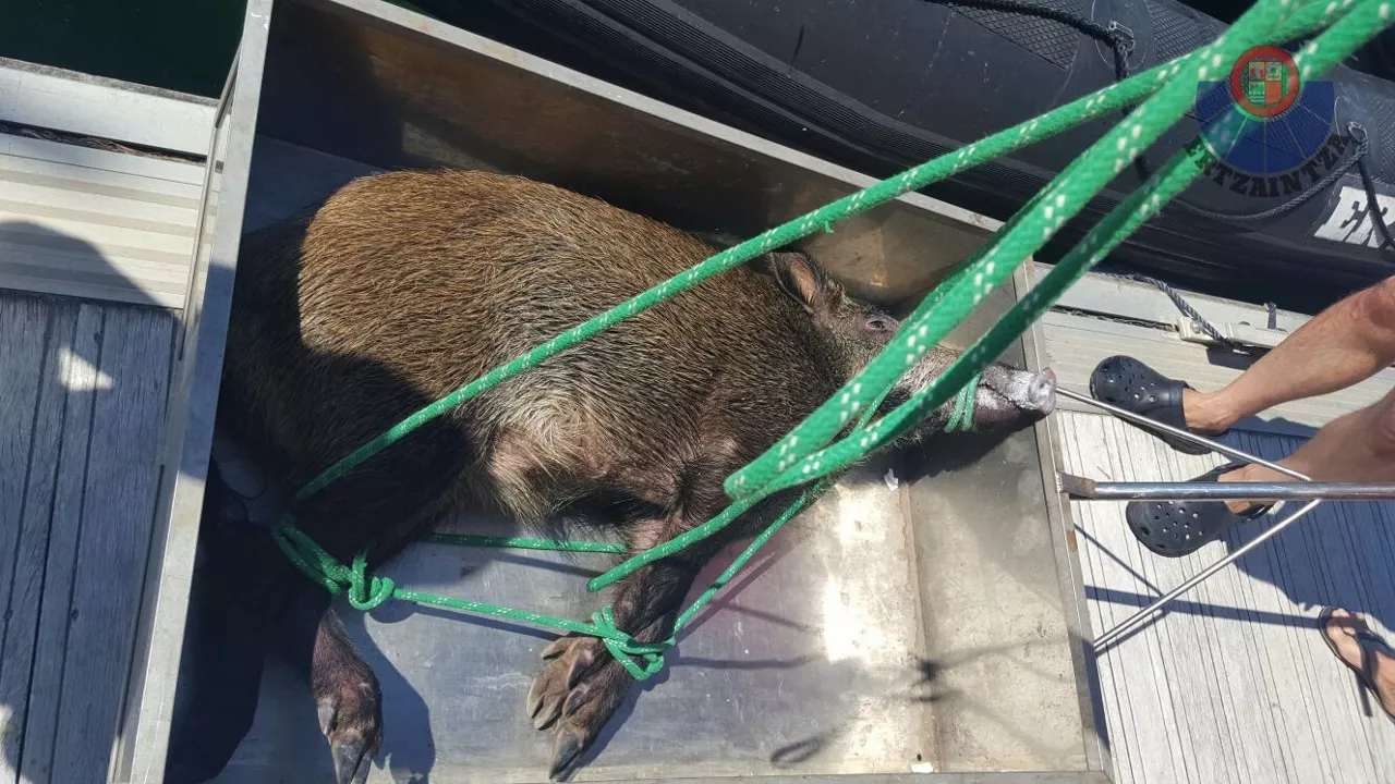 Basurde Jabalí - Ertzaintza