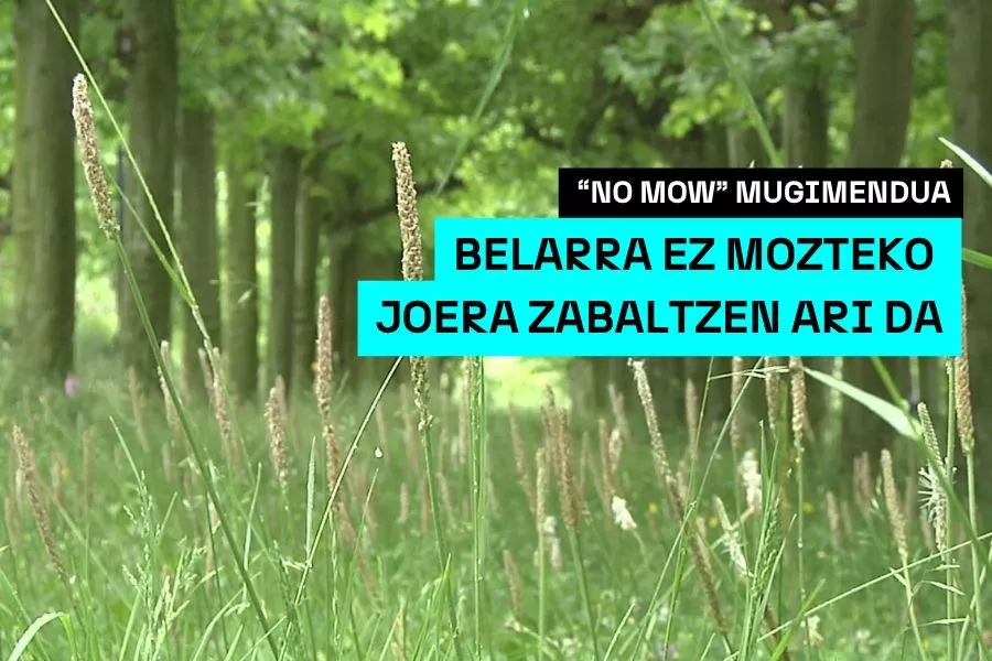 belar luzea lorategiak