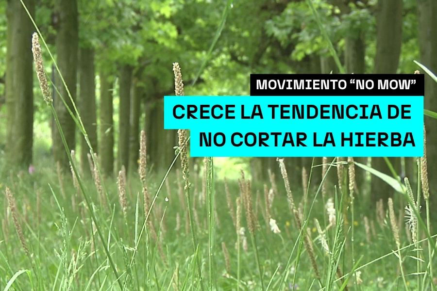 hierba larga jardin