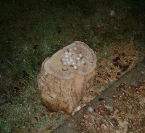 Kazkabarra Berrobin. Argazkia: @IkerEJ