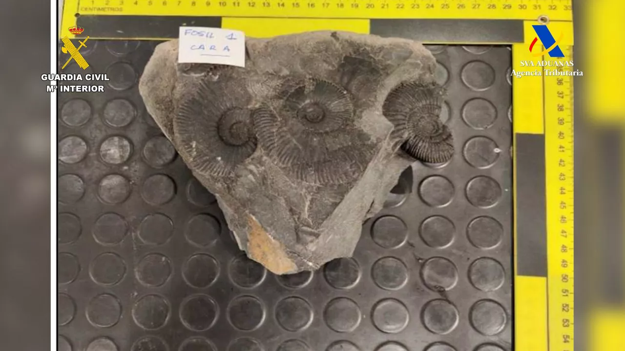 En dos actuaciones diferentes, la Guardia Civil y la Agencia Tributaria han recuperado un hacha precolombina y varios fósiles pertenecientes al patrimonio arqueológico de ambos países.