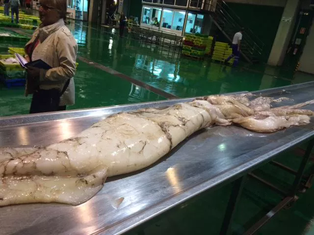 Hiru metroko eta 80 kiloko txibia. Argazkia: @BMSupermercados