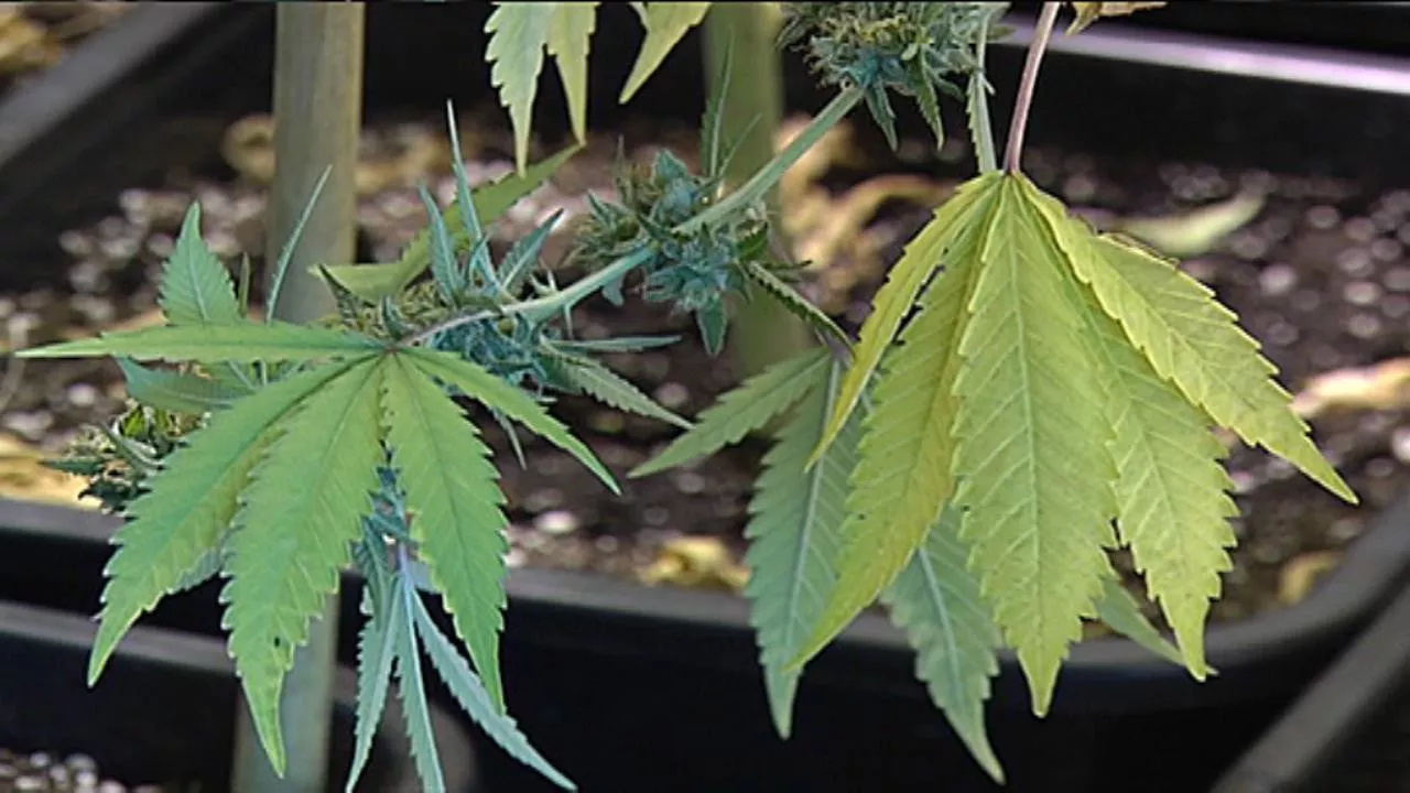 Cannabis marihuana EITB
