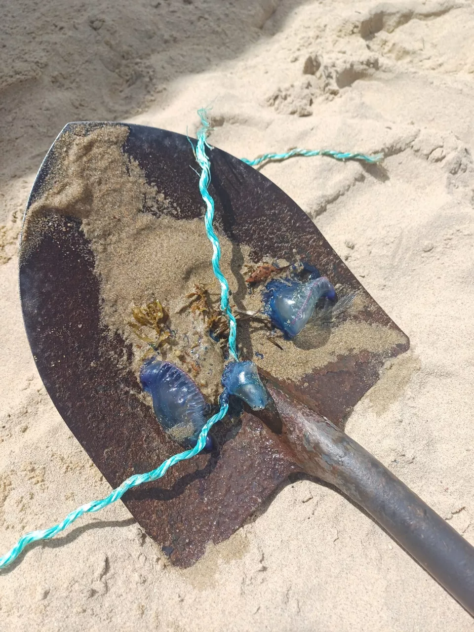 Carabelas portuguesas



REMITIDA / HANDOUT por AYUNTAMIENTO

Fotografía remitida a medios de comunicación exclusivamente para ilustrar la noticia a la que hace referencia la imagen, y citando la procedencia de la imagen en la firma

24/7/2025