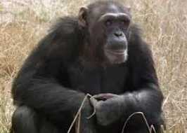 Los chimpancés se identifican más con humanos que con monos. Foto: EFE