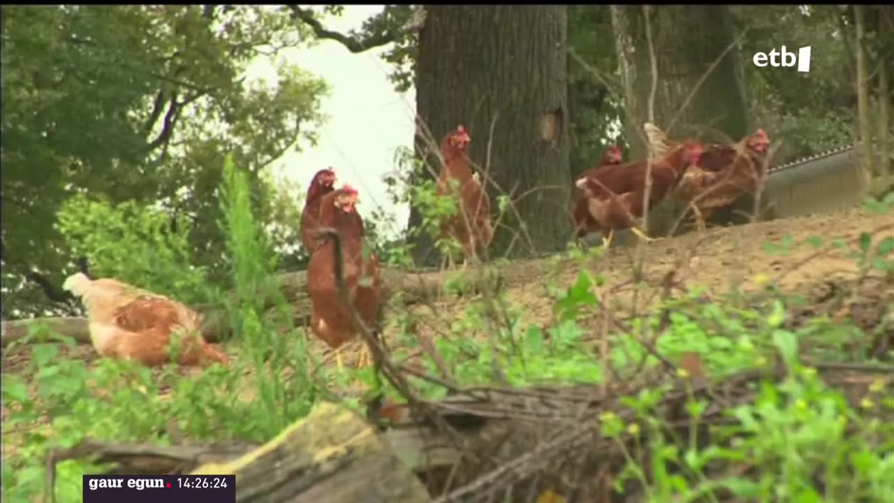 Oiloak, Urdaibai Bird Centerren. EITB Mediaren bideo batetik ateratako irudia.