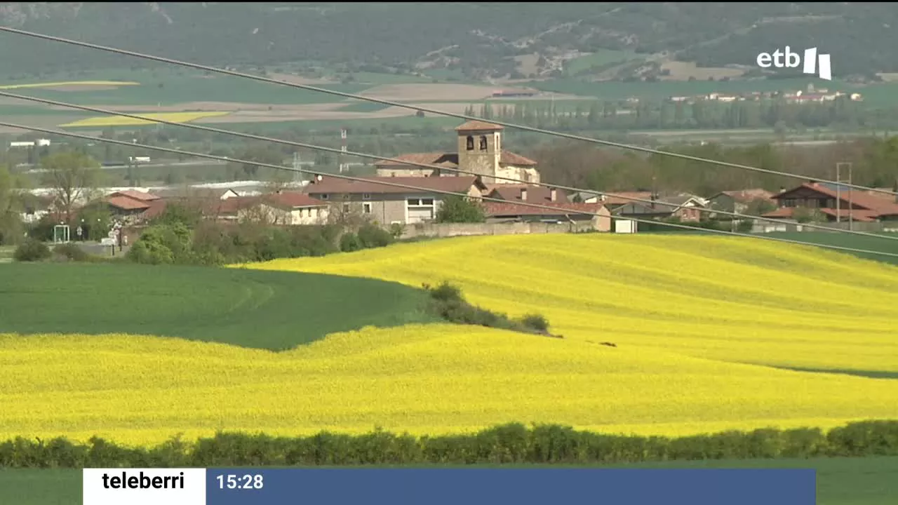 En 2006 había 82 hectáreas de colza cultivadas en Álava y hoy hay 1300. El cultivo de colza mejora la cosecha de la próxima temporada al ser sembrada en el mismo lugar y se vende fácilmente a Europa para la producción de biodiesel. El año pasado se pagaban 500 euros la tonelada y este año 800.