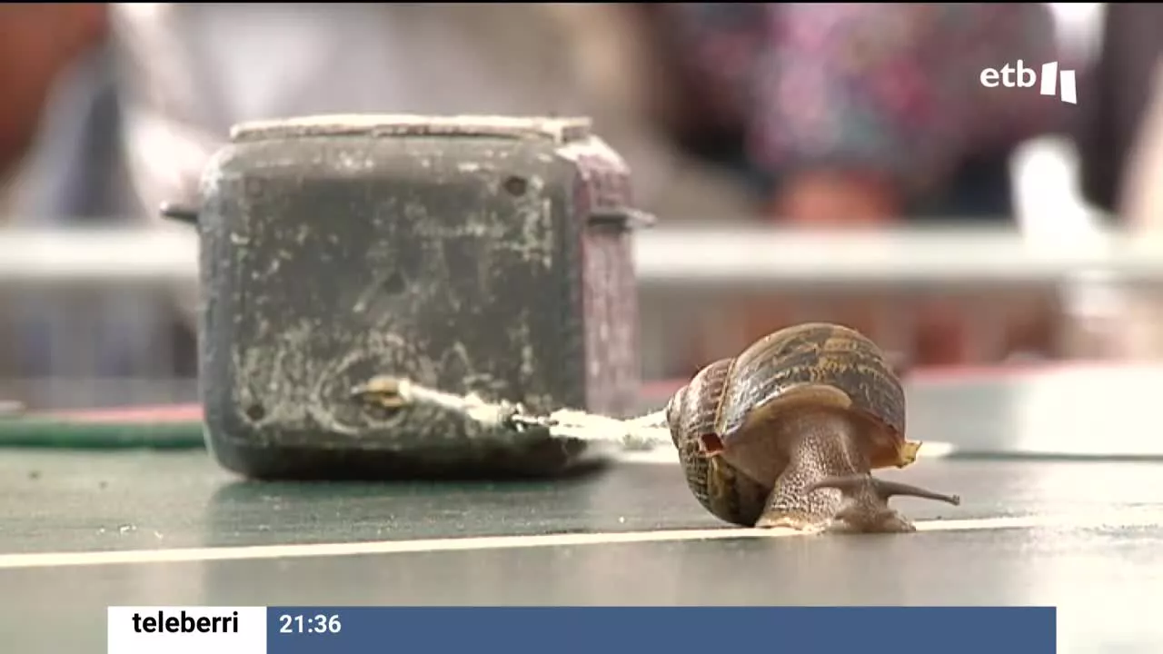 Un caracol es capaz de mover 26 veces más que su peso. Así, en el Valle de Trápaga, año tras año se lleva realizando una prueba para ver qué molusco logra mover más la piedra de 240 gramos. El primer campeonato se realizó en 1982.