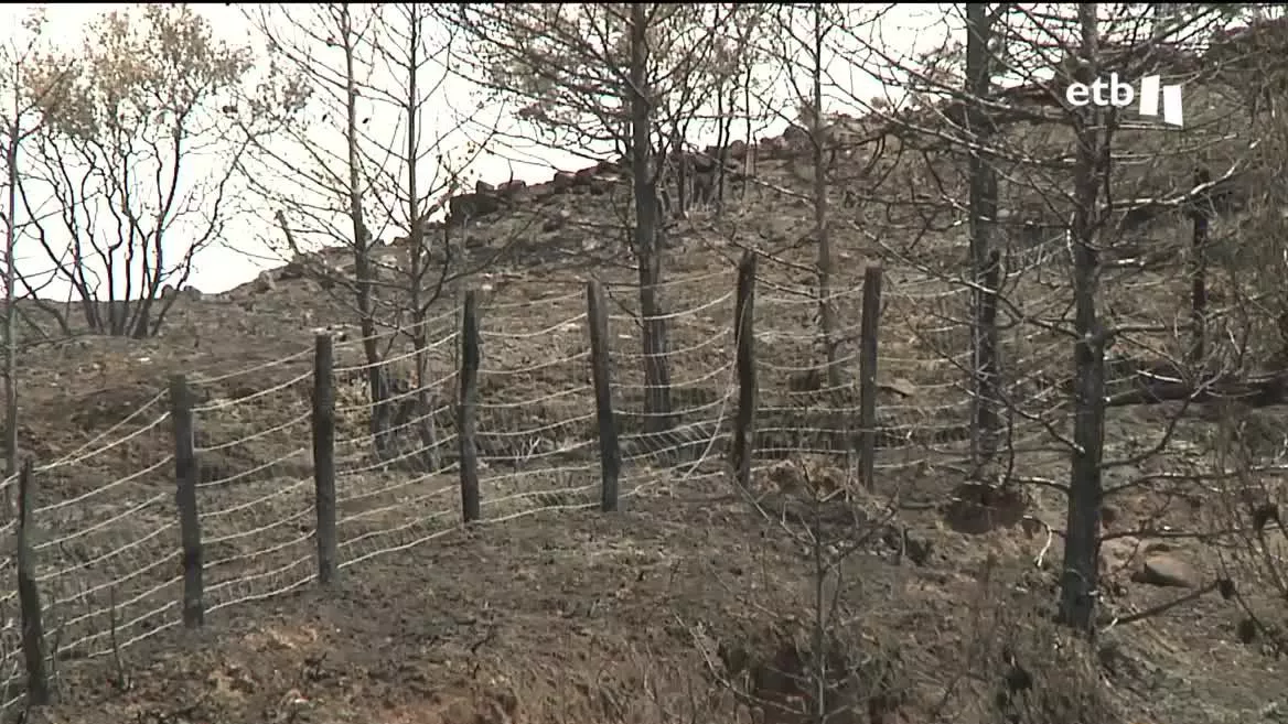 Se cumple una semana desde que comenzaran los peores incendios que han azotado Navarra, con más de 10 000 hectáreas arrasadas. Los técnicos forestales evalúan los daños sobre el terreno, y reconocen la impotencia que les provoca ver completamente calcinadas tantas hectáreas de monte y fincas.