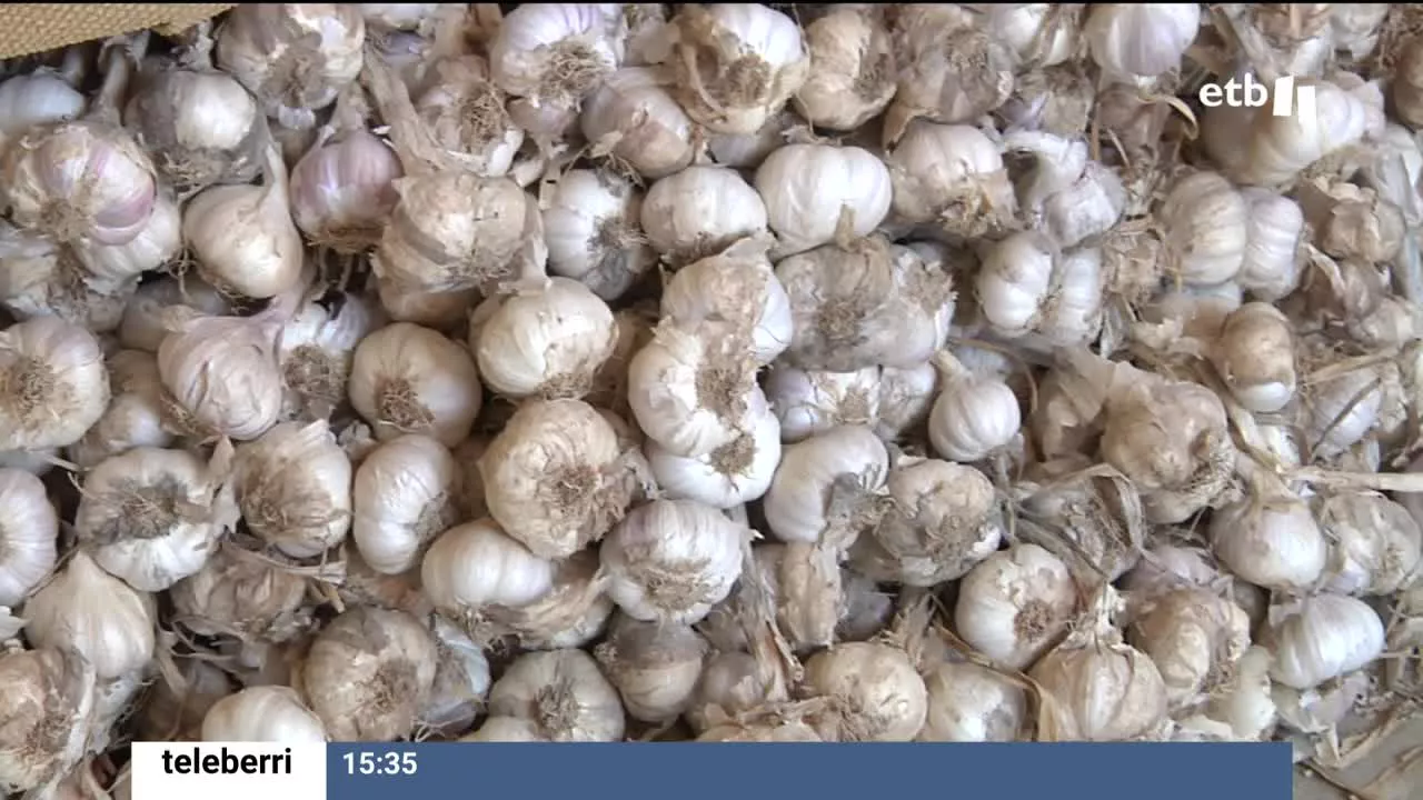 Ajo de Falces. Una foto sacada de un vídeo de EITB Media.