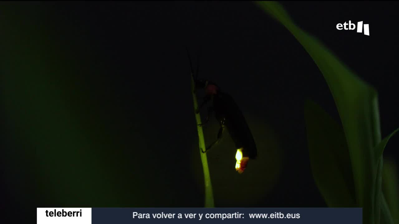 Una luciérnaga brilla en la oscuridad