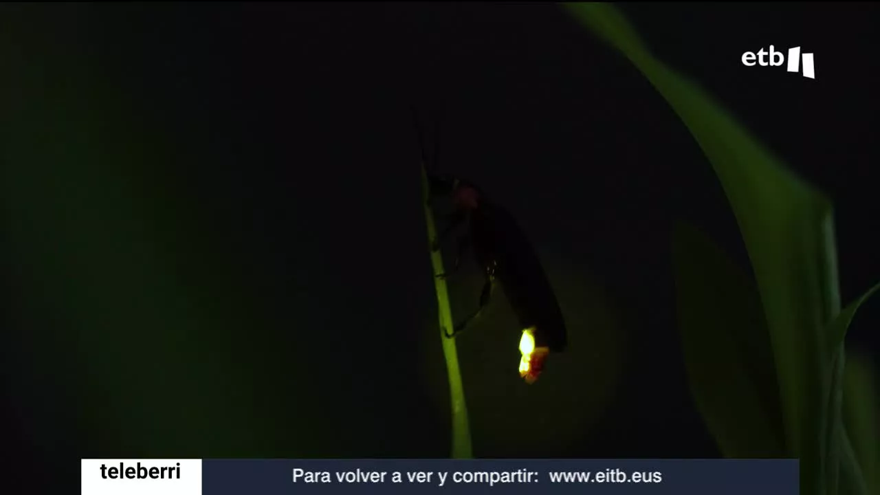 Una luciérnaga brilla en la oscuridad