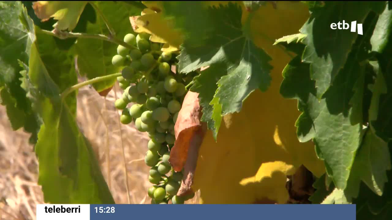 Uvas verdes en un viñedo