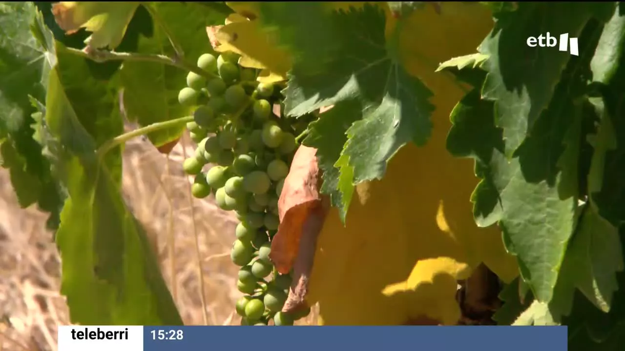 Uvas verdes en un viñedo