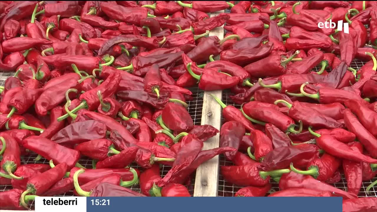 Pimiento de Ezpeleta. Una foto sacada de un vídeo de EITB Media.