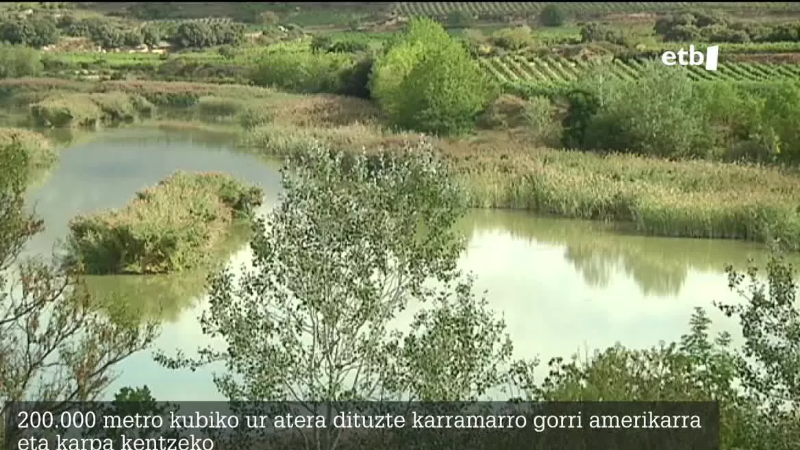 Asmoa da udazkenean betetzea berriro aintzira; aingira, tenka eta beste espezie autoktono batzuk sartuko dituzte bertan.