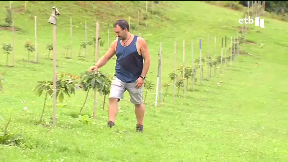 Aiestaran ha plantado 700 ejemplares, y espera la primera cosecha para 2024. Se necesitan 10 kilos de aguacate para producir un litro de aceite, por lo que el 80 % de la producción se exporta.