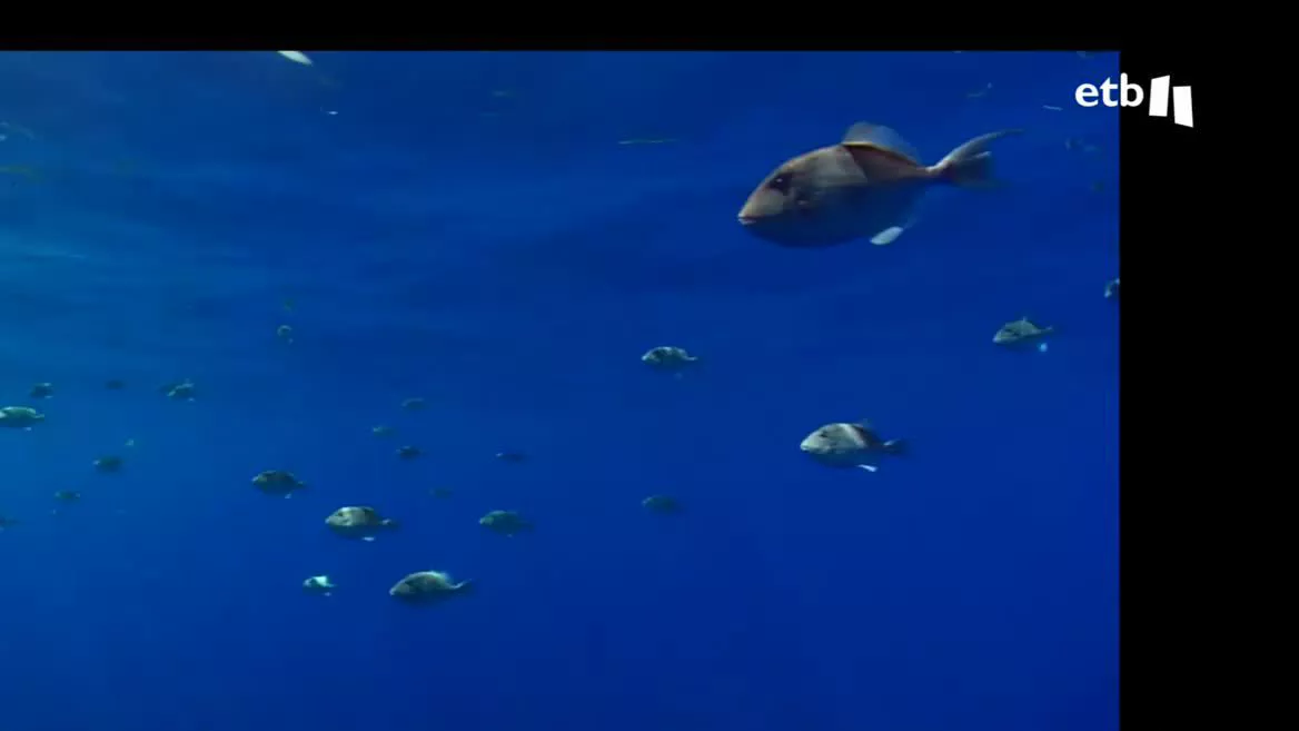 Temperatura del agua.