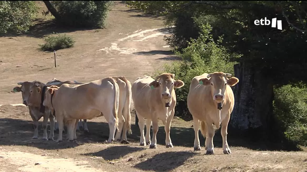 El Gobierno de Navarra escuchará la semana que viene de primera mano las preocupaciones y las propuestas de ganaderos y agricultores. Los termómetros han registrado en agosto 2-3 grados por encima de sus valores medios, lo que, junto con la falta de lluvia, ha reducido en un 14 % los embalses.